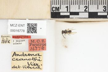 Media type: image;   Entomology 16778 Aspect: labels